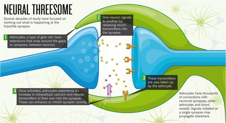 Astorcyte-Neuron Interaction